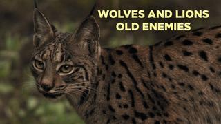 Wolves and Lions Old Enemies