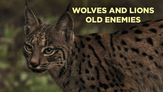 Wolves and Lions Old Enemies