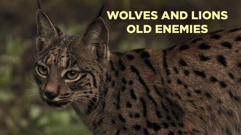 Wolves and Lions Old Enemies