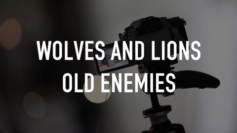 Wolves and Lions Old Enemies