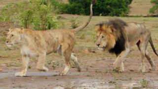 Wolves and Lions Old Enemies