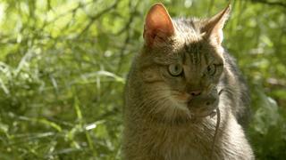 Eternal Rivals Eternal Rivals