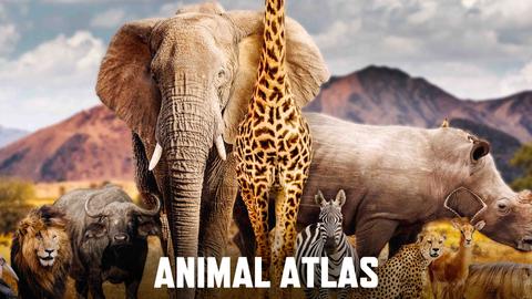 Animal Atlas