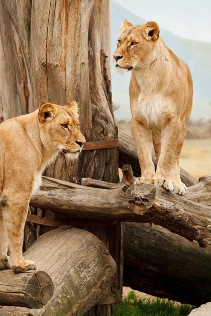 Animal Atlas