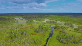 Bullets in the Bayou