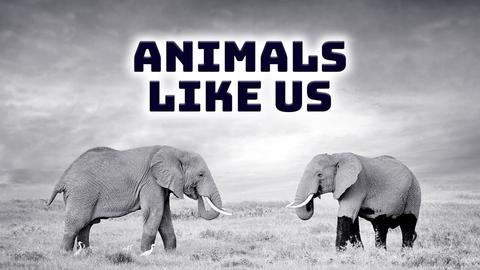 Animals Like Us