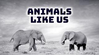 Animals Like Us