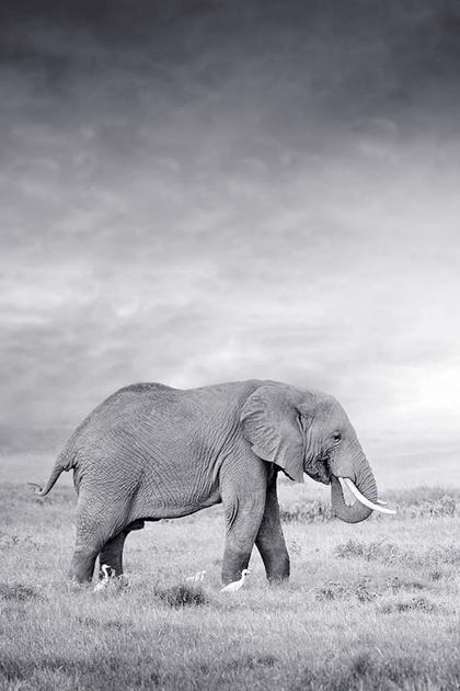 Animals Like Us
