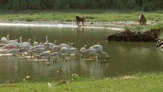 Wetlands