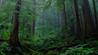 Jungles