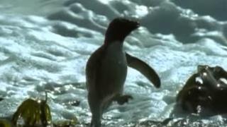 Frozen Seas