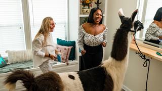 Living Room Llamas Living Room Llamas
