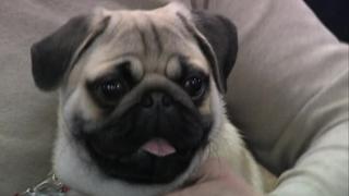 Chicago, Ill. Chicago, Ill.