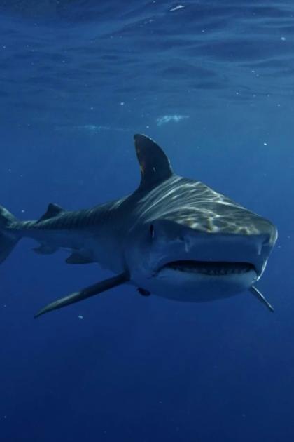 Air Jaws: Red, White and Breach