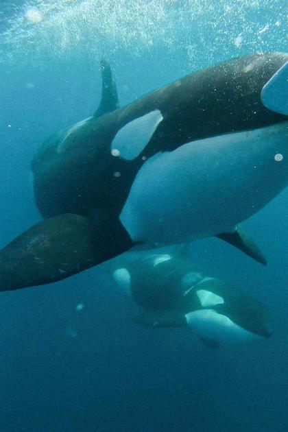 Jaws vs. Orca