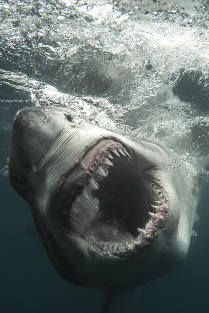 Secrets of the Great White Kill