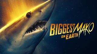 Biggest Mako on Earth