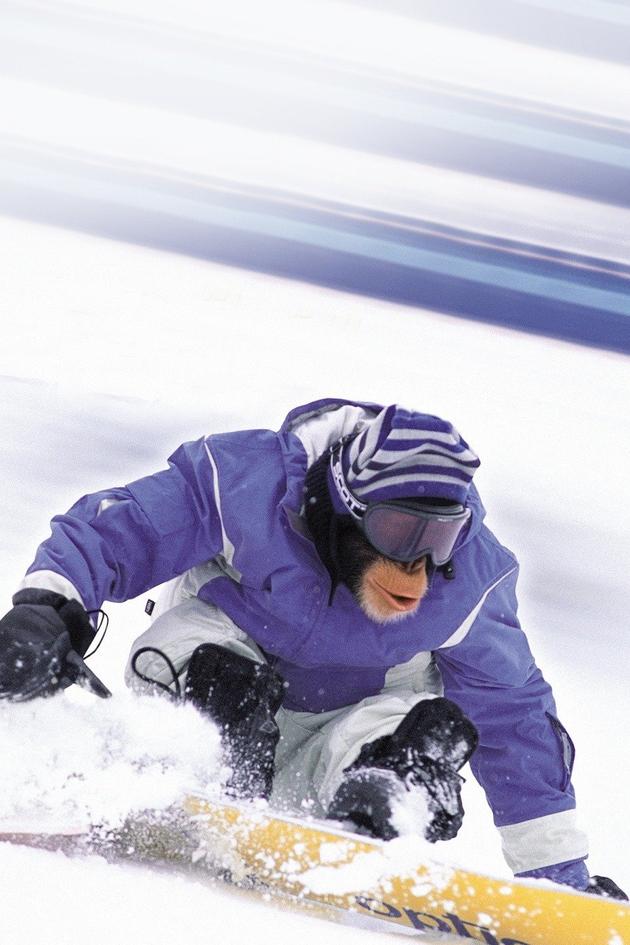 MXP: Most Xtreme Primate