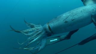 Giant Squid Found?
