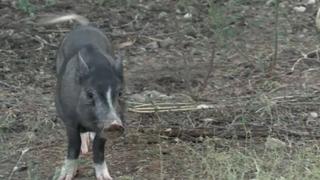Animal Pursuit