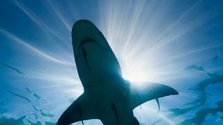 Shark Business Shark Business