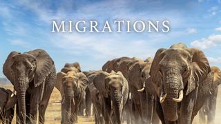 Migrations