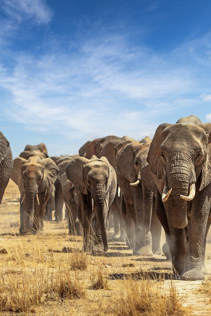 Migrations