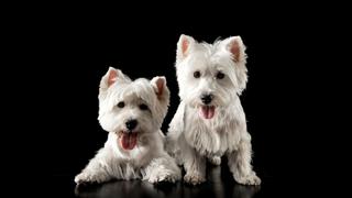 Yorkshire Terrier Yorkshire Terrier