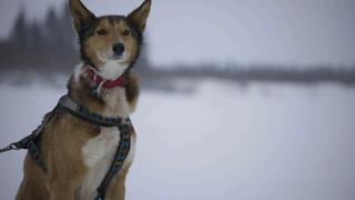 Chase on the Yukon Chase on the Yukon