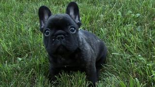 French Bulldog, Poodle, Airedale, Chihuahua, Labrador French Bulldog, Poodle, Airedale, Chihuahua, Labrador