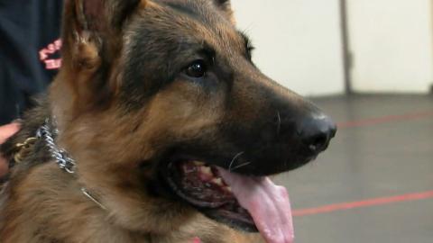 Jack Russell, Golden Retriever, Pembroke Corgi, Vizsla, German Shepherd