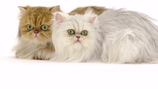 American Shorthair; Savannah; Scottish Fold; Persian; Ragdoll; Sphynx American Shorthair; Savannah; Scottish Fold; Persian; Ragdoll; Sphynx