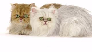 Cats 101