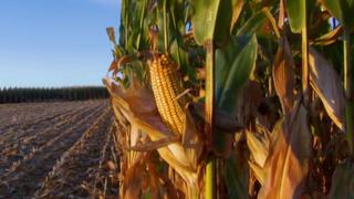 Corn Corn
