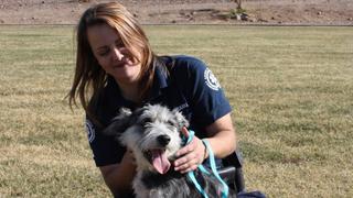 Animal Cops: Phoenix