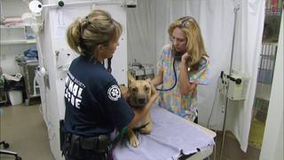 Animal Cops: Phoenix