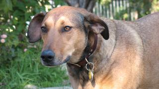 Have Dog...Will Travel Have Dog...Will Travel