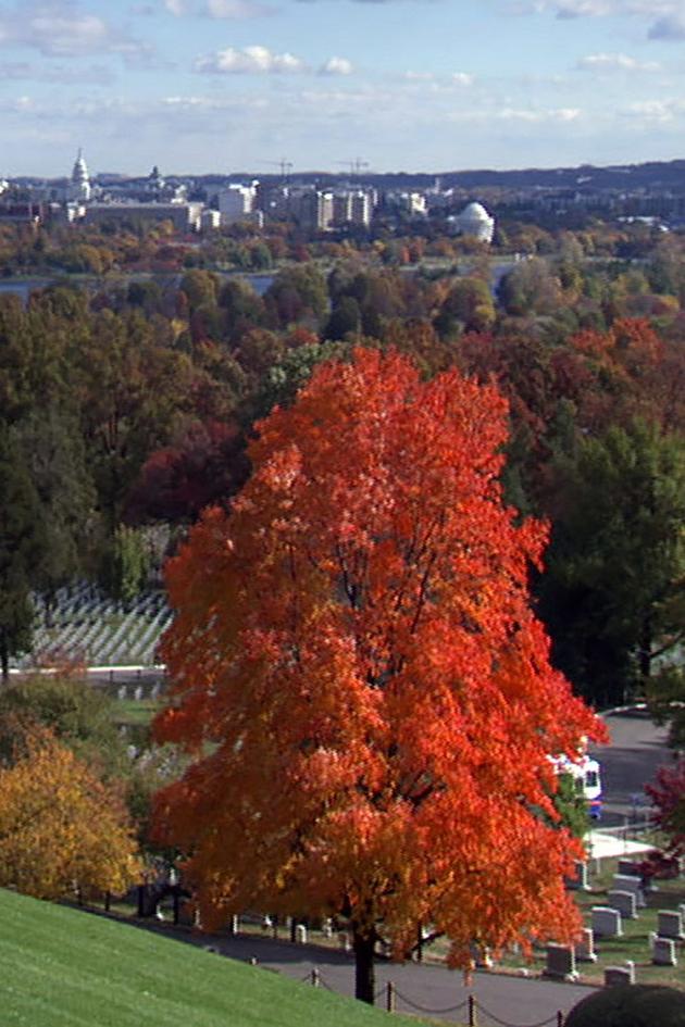 Arlington: Call to Honor