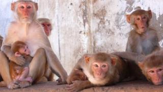 The Monkey Catcher
