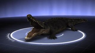 Killer Crocs Killer Crocs