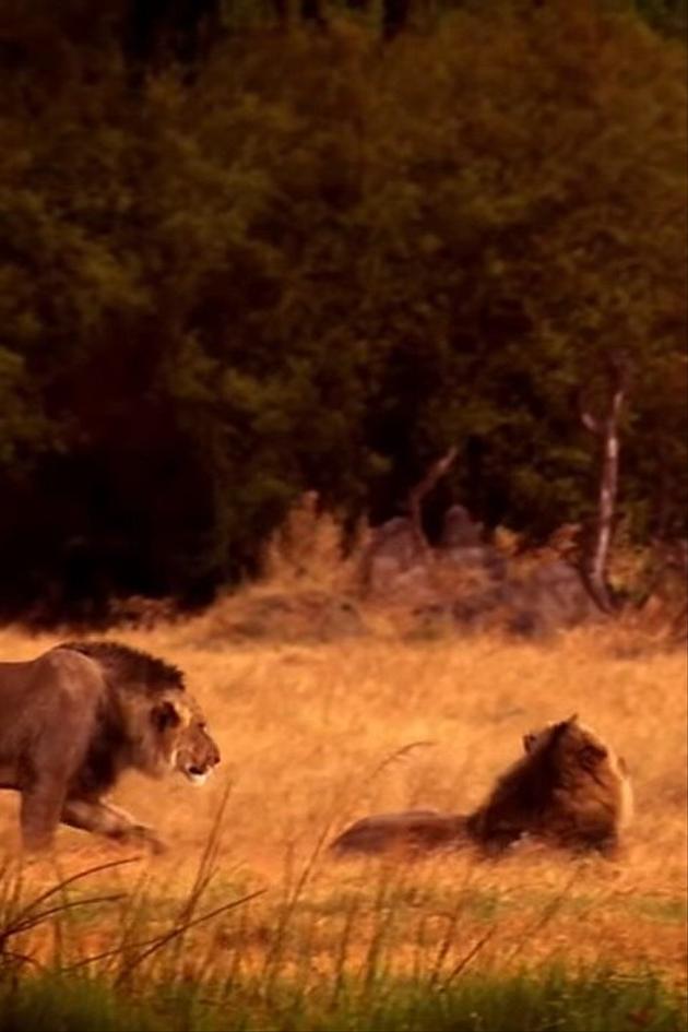 The Last Lion of Liuwa