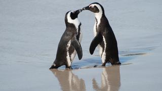 City Slickers: Penguin Invasion