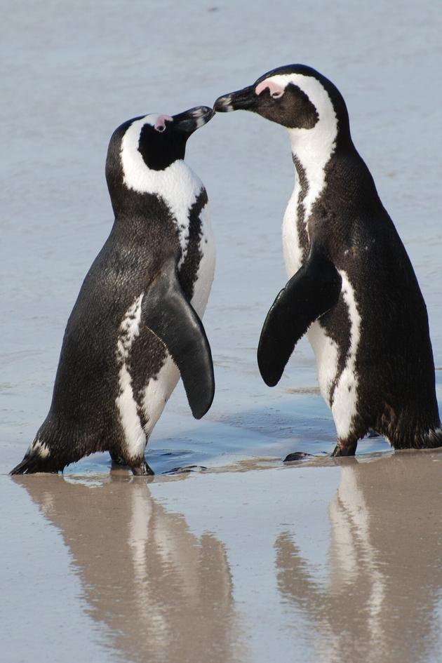 City Slickers: Penguin Invasion