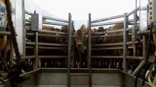 Armed & Defenseless Armed & Defenseless