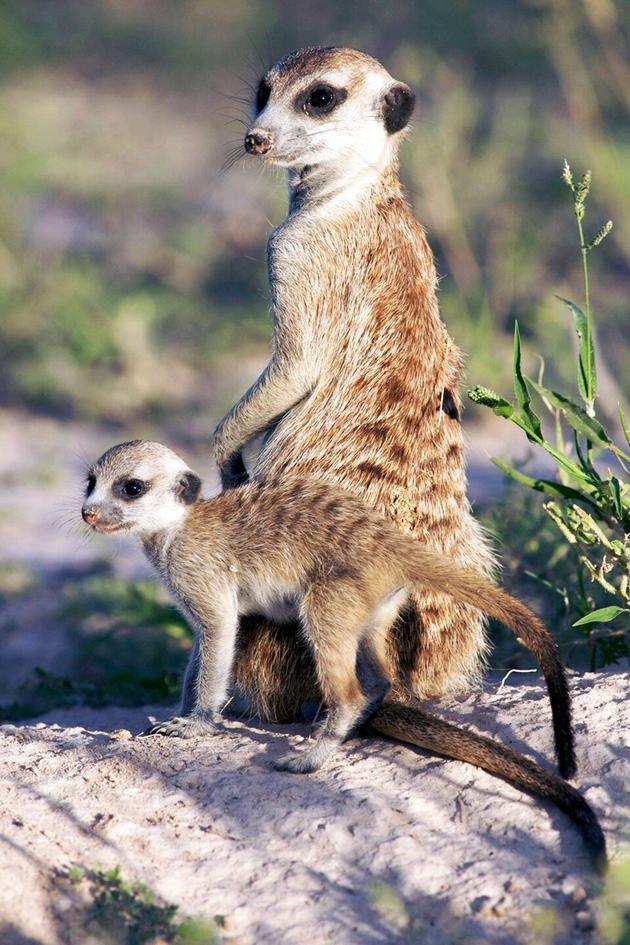 Meerkat Manor: The Next Generation