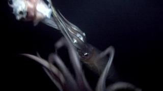Squid Squid