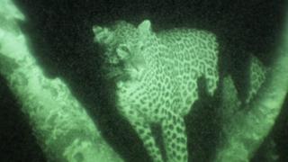 Leopards