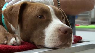 Voice for the Victim