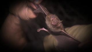 Bats