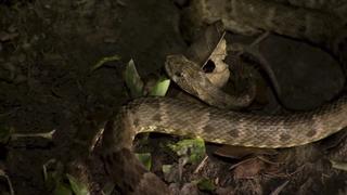 Fer-de-Lance